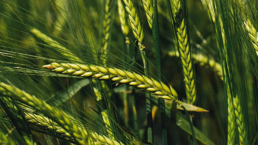 Stock photo of a green and pleasant wheat spike in the middle of a wheat field