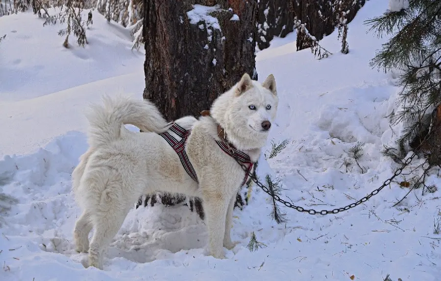  Stock photo of a white husky dog ​​chained under a tree 