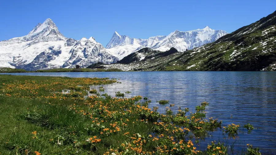 Stock of pristine nature of the lake and beautiful flowers around it with snowy mountains