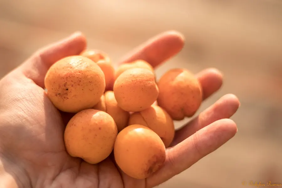 Attractive and spectacular image of yellow Small natural plums in hand 