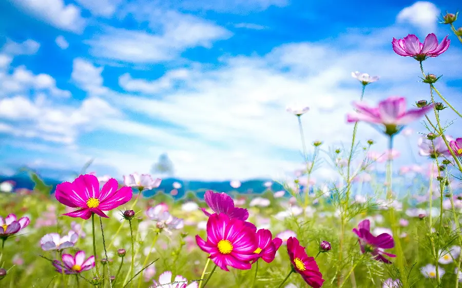 High quality and free poster of beautiful pink flowers in a summer plain