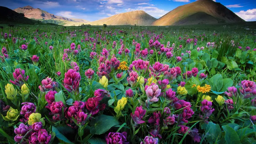 A very beautiful photo of a field full of purple and yellow flowers 