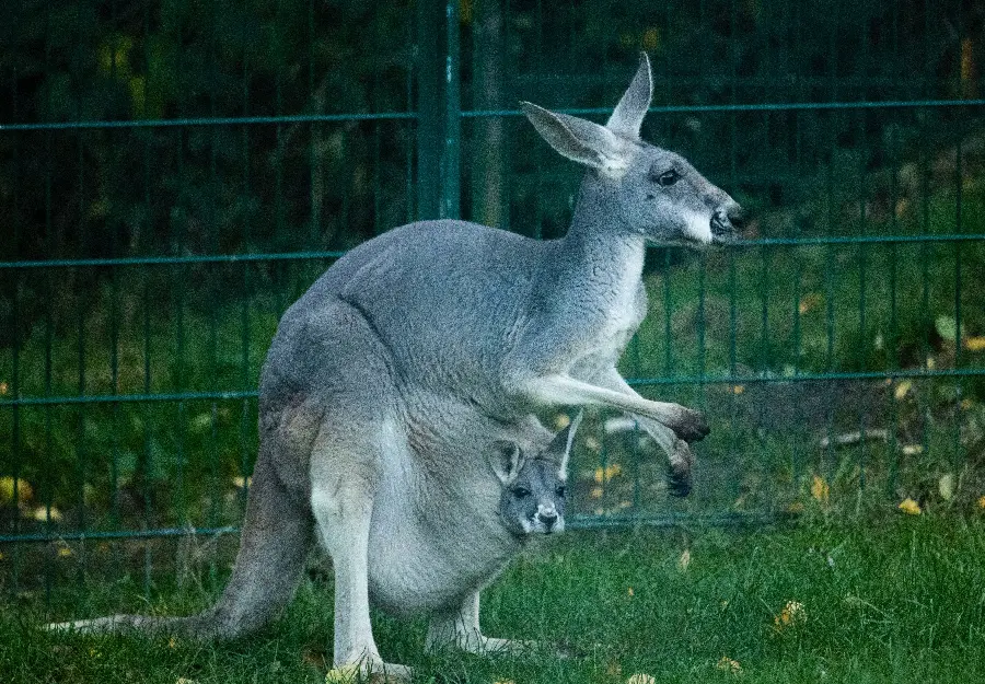 Download an incredibly beautiful wallpaper of a baby kangaroo Nanaz in full HD quality 