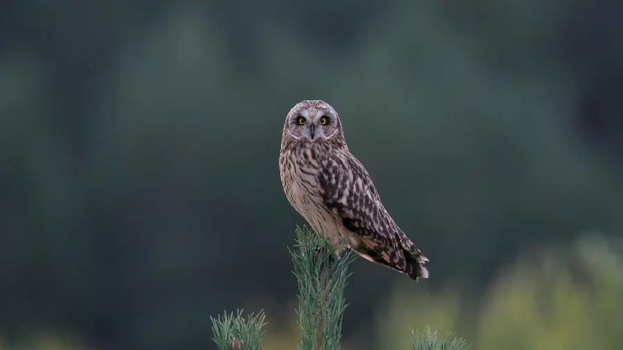 Funny and Beautiful Owl Portrait in Lush Nature Suitable for Instagram Post