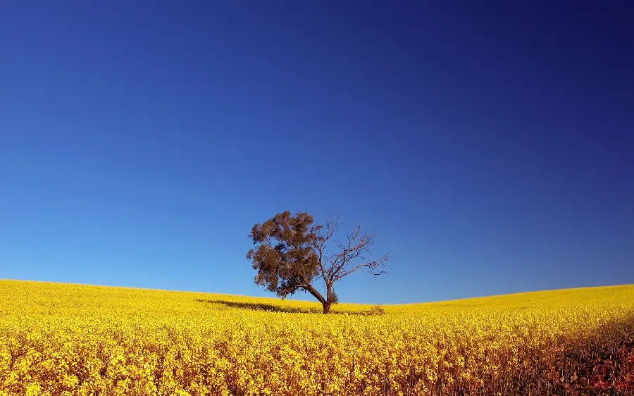 Interesting poster for printing of a single tree in the middle of a plain full of yellow flowers