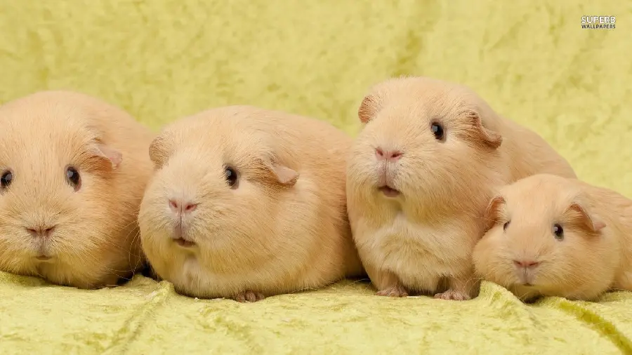 Unique and special photo of furry guinea pigs