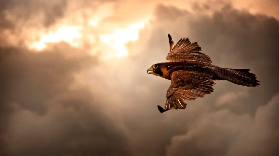 Download the image of a wild bird eagle in the sunset sky for free