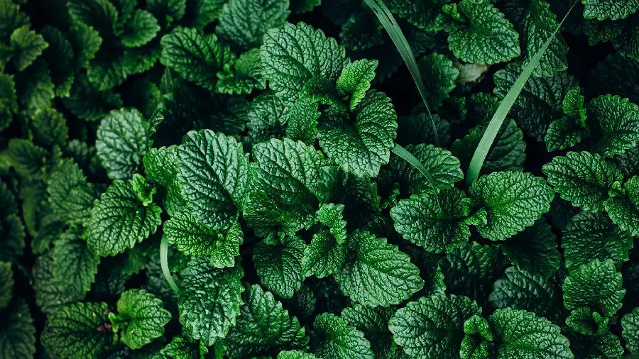 Download a mint leaf texture and texture photo with black wallpaper 