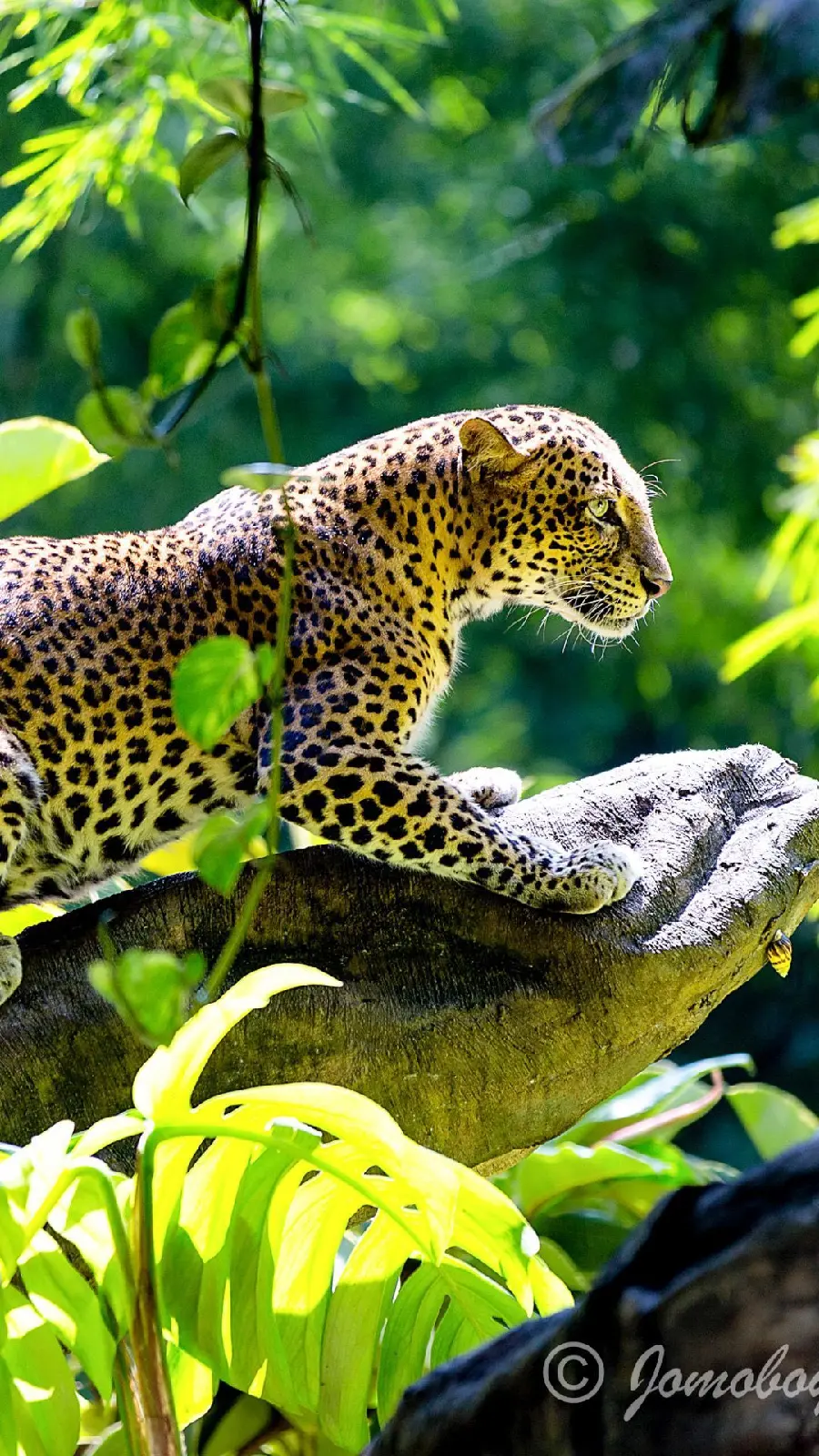 Images of a jaguar ready to attack with beautiful and extraordinary spots 