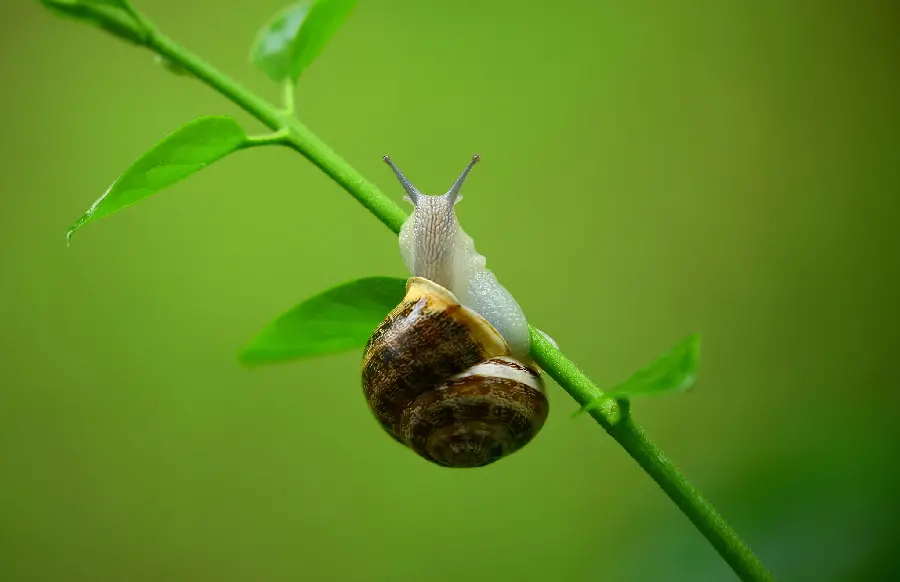 Very beautiful photo of a small snail on a flower branch 