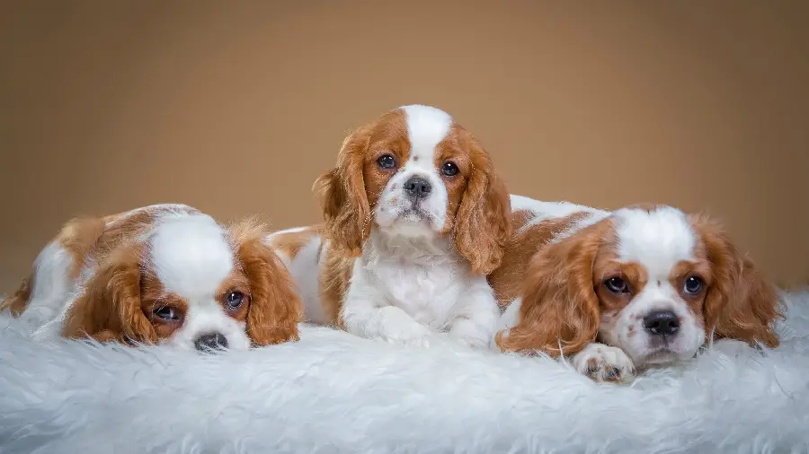 Incredibly beautiful wallpaper of three little puppies 