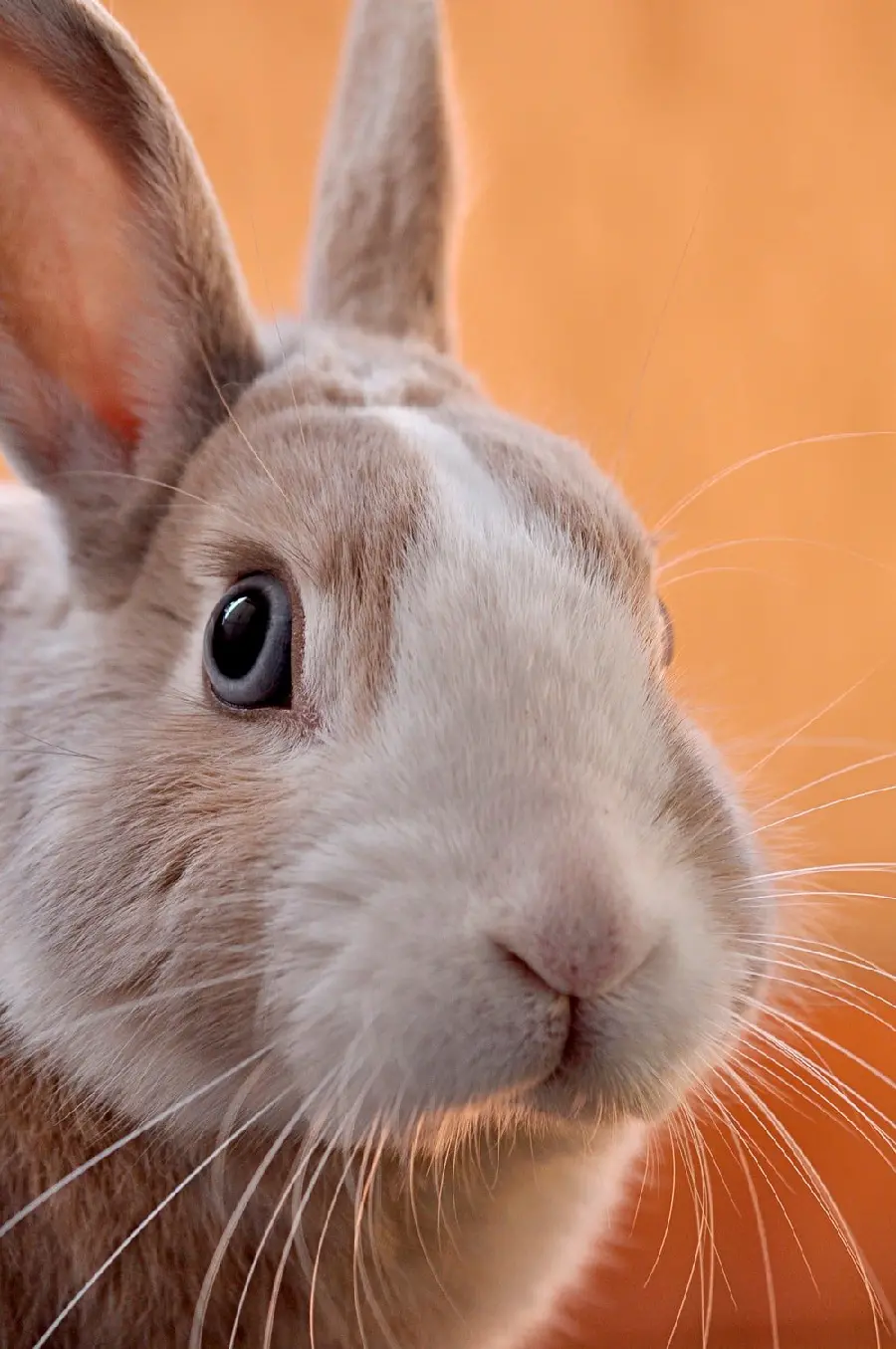 Download a completely free photo of a wild rabbit Gogoli from a very close view 