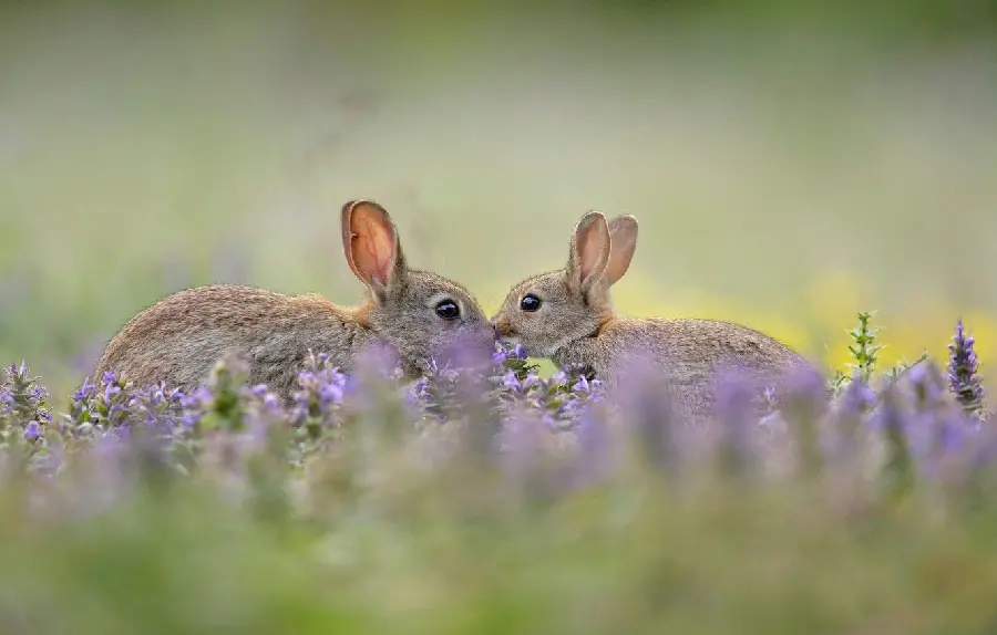 Interesting frame of wild rabbits with a folio background 