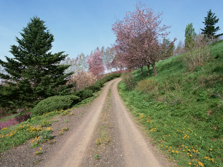 Simple image of road in lush nature without editing suitable for wallpaper 