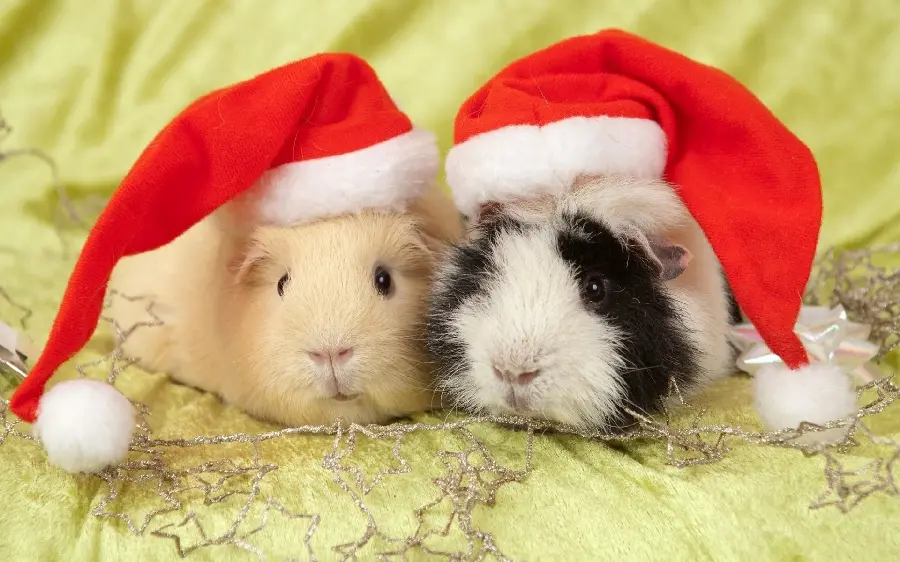  Extremely beautiful photo of pigs with hats on their heads 