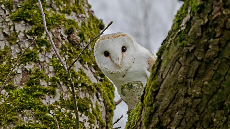 A very beautiful and spectacular photo of the Western White Owl 