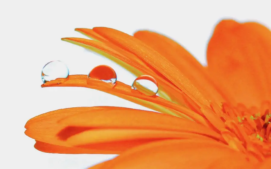 A charming picture of an orange flower with dew on its petals