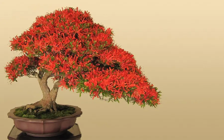  Attractive image of a bonsai tree with beautiful red and green leaves 