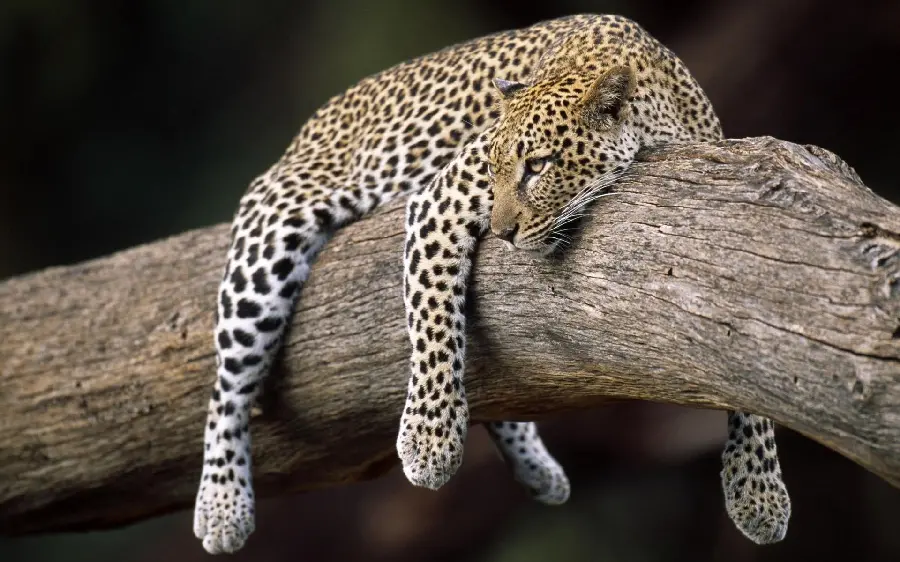 Download the image of a tired leopard lying on a tree with its arms and legs hanging