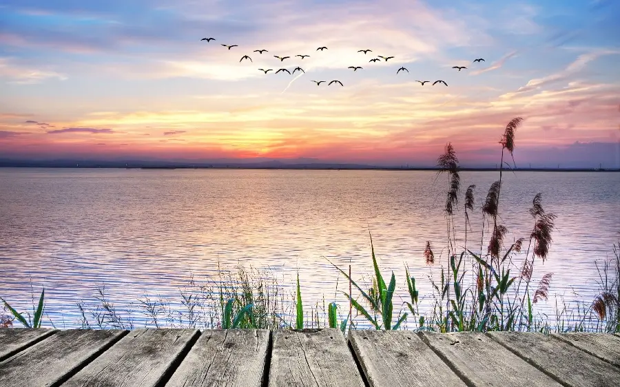 A spectacular sunset background photo of a pristine and spectacular view of the reeds of the lake
