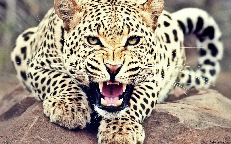 A scary and interesting background of a wild and angry leopard ready to attack