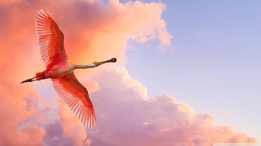 Image of a flamingo flying in a blue and pink cloudy sky with HD resolution
