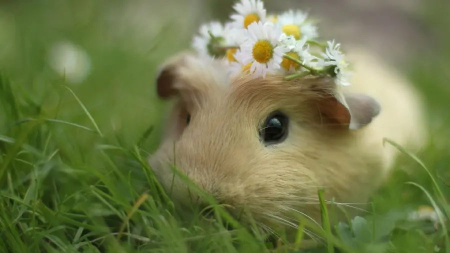 A very beautiful and interesting photo of a guinea pig with chamomile flowers on its head