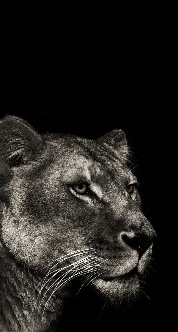 New lion wallpaper for Samsung