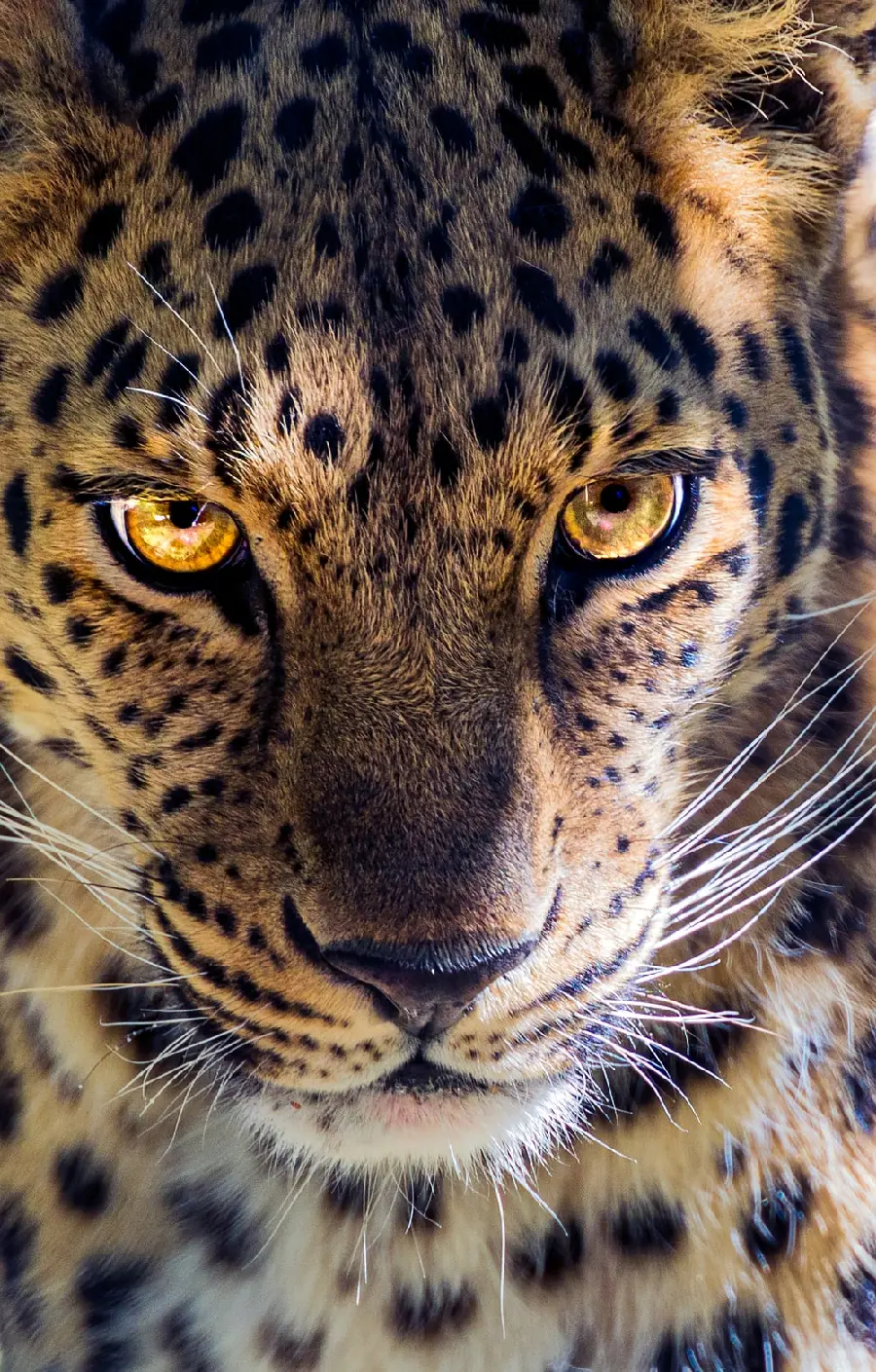 A close-up image of a leopard from a high angle with good quality