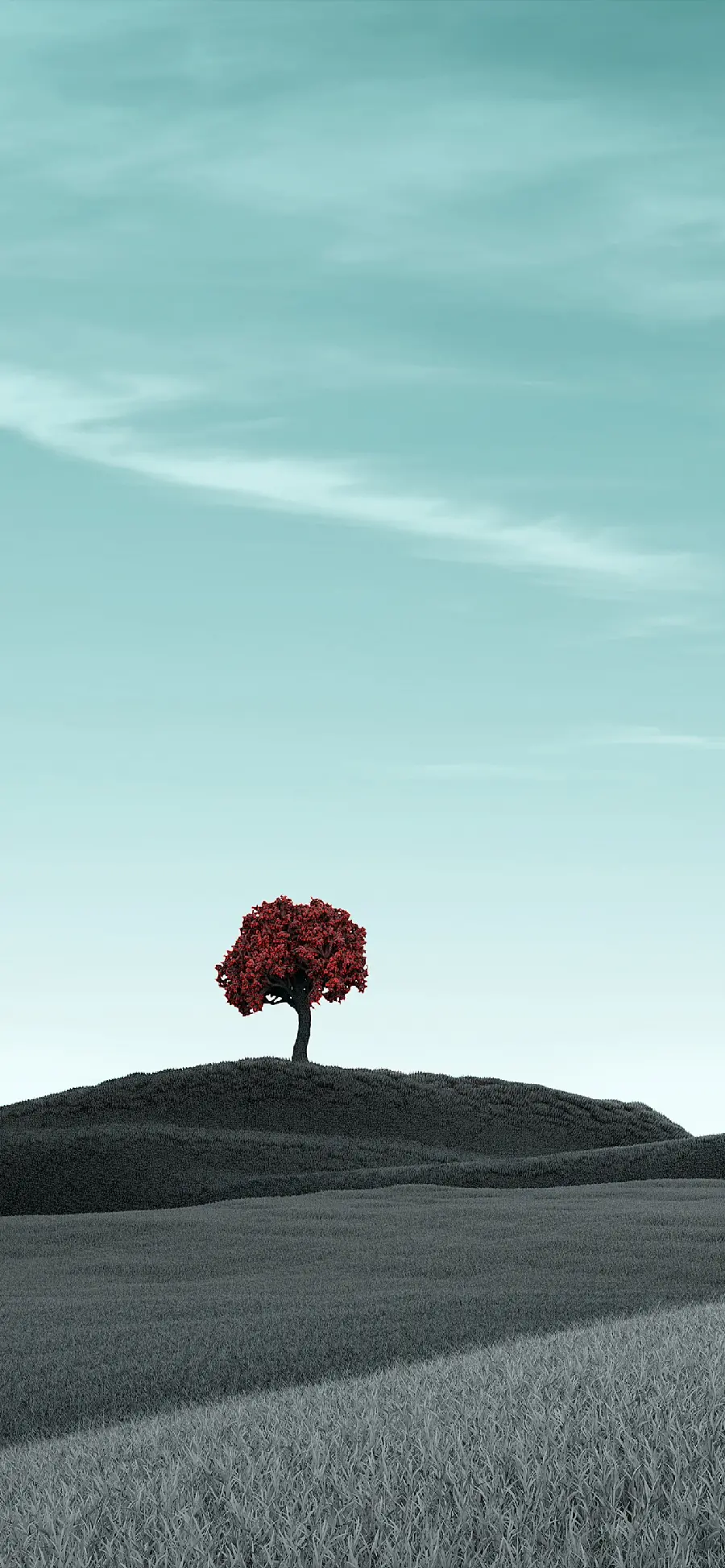  Interesting and beautiful photo of a lone tree with excellent quality 