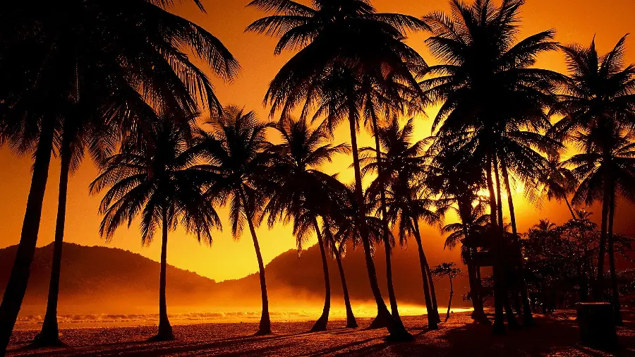 Famous image of coconut trees at sunset HD