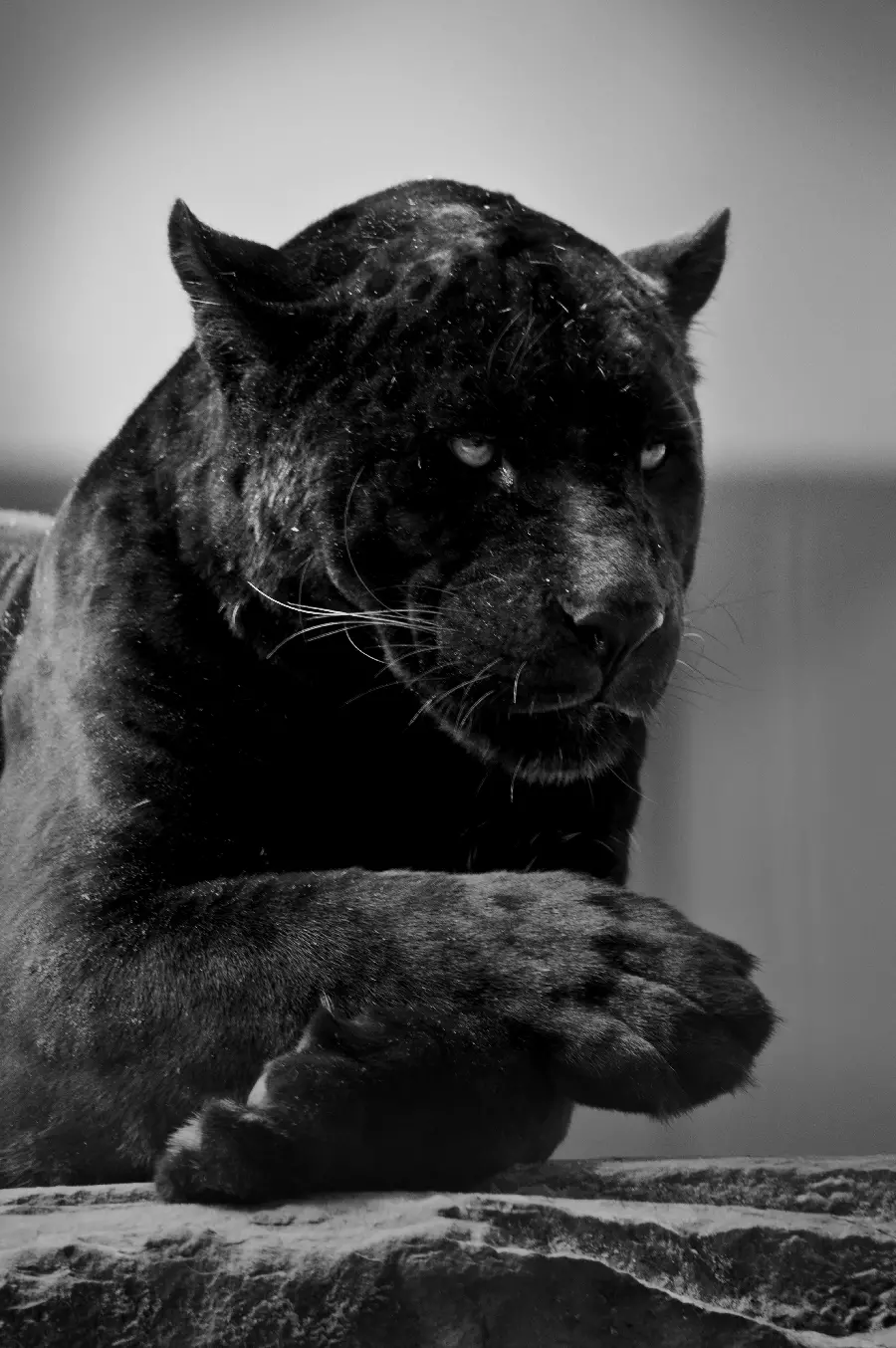 Wallpaper of a wild and scary black jaguar with a gray background 