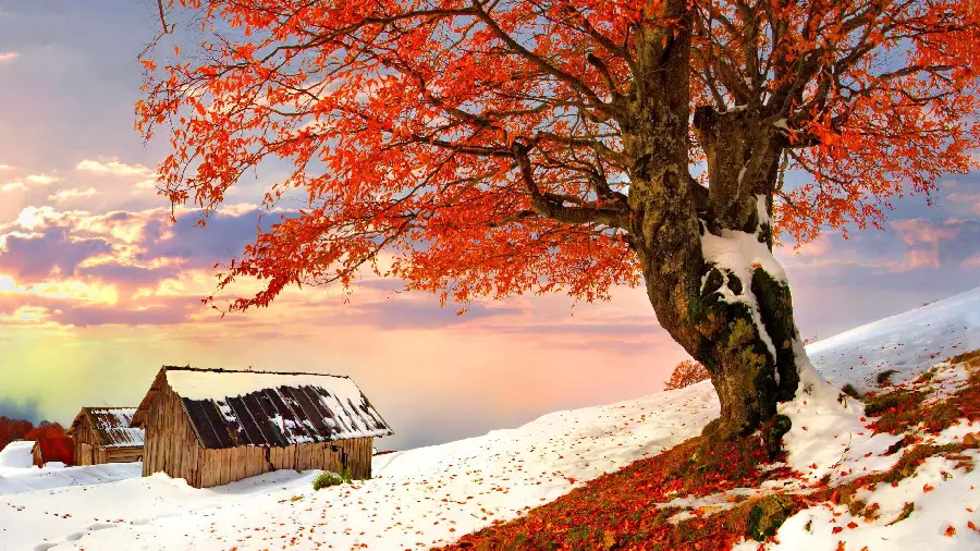 Beautiful and dreamy wallpaper of an orange tree in winter