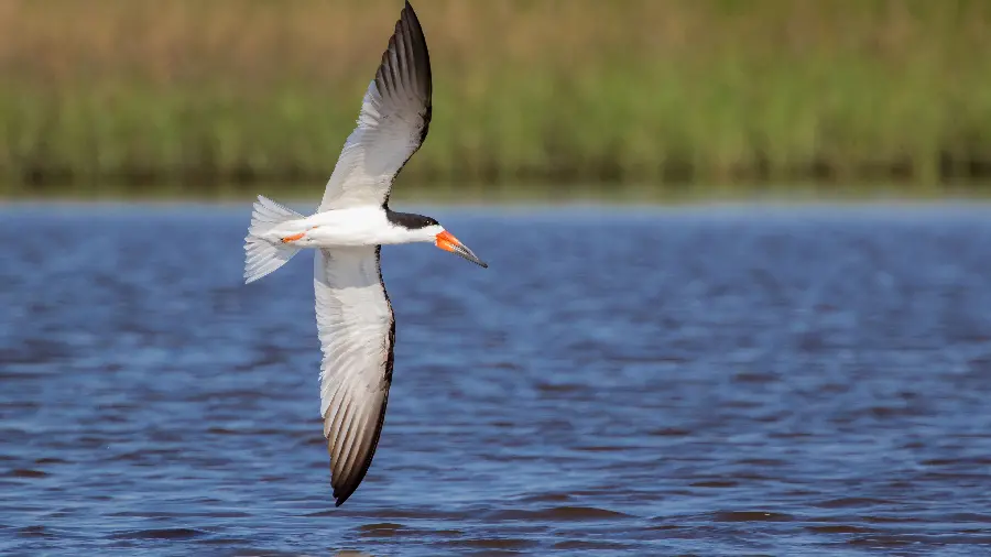 Beautiful stock photo of a singing bird in flight
