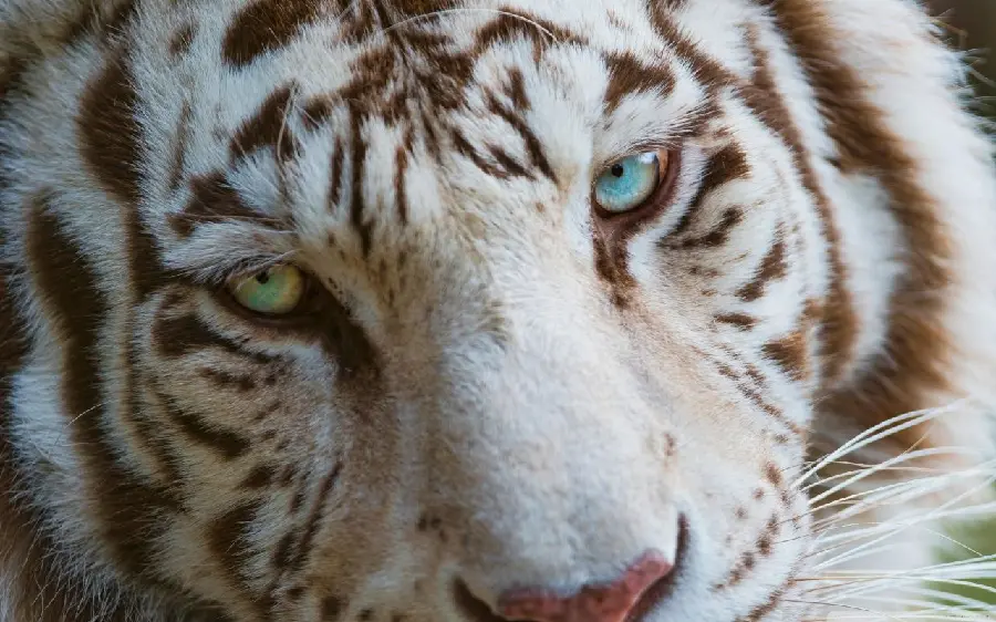 White Bengal tiger macro and close-up wallpaper with two-colored eyes