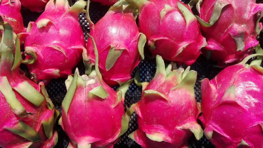 Cool Red Dragon Fruit Background for Laptops for People with Special Tastes