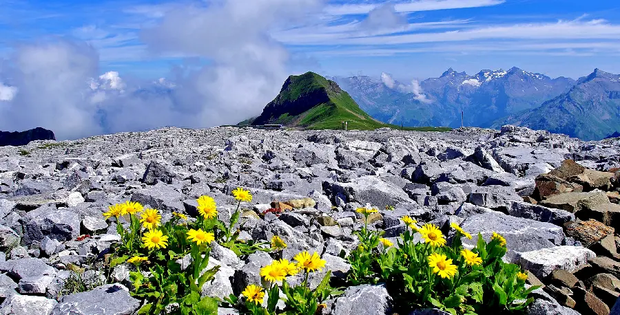 Download the image of mountains and rocky cliffs and chamomile flowers 