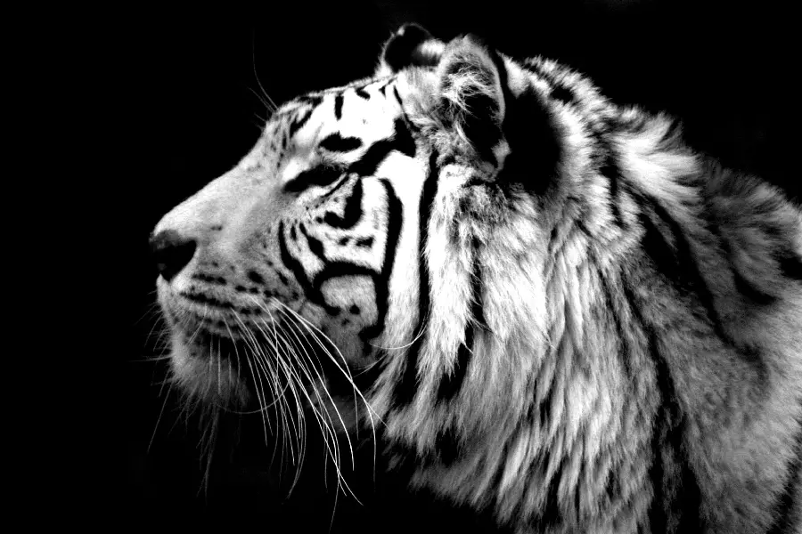 Download black and white wallpaper of a beautiful and majestic tiger's head and mane