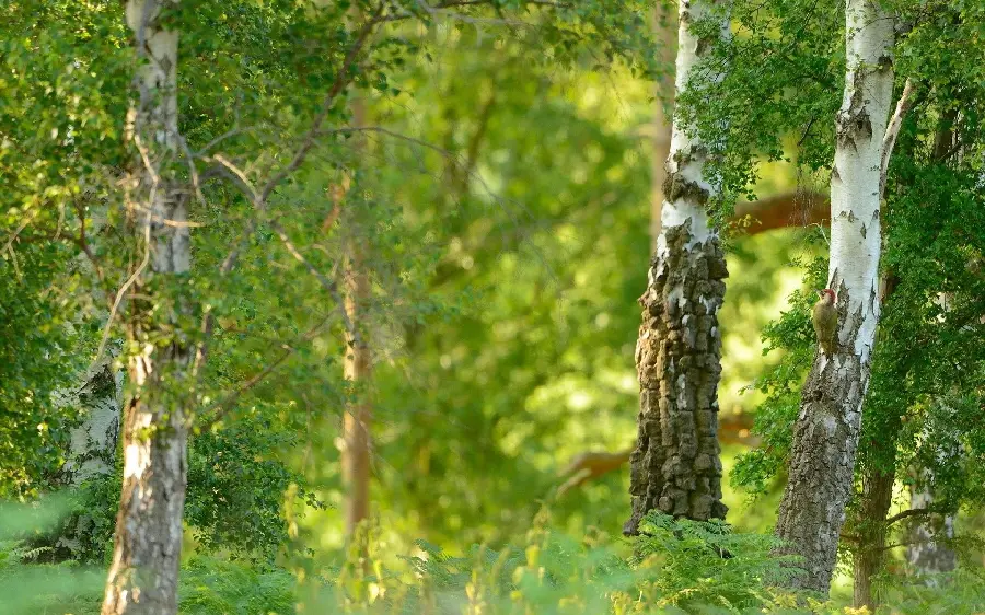 Beautiful summer forest googly wallpaper for all types of laptops and computer