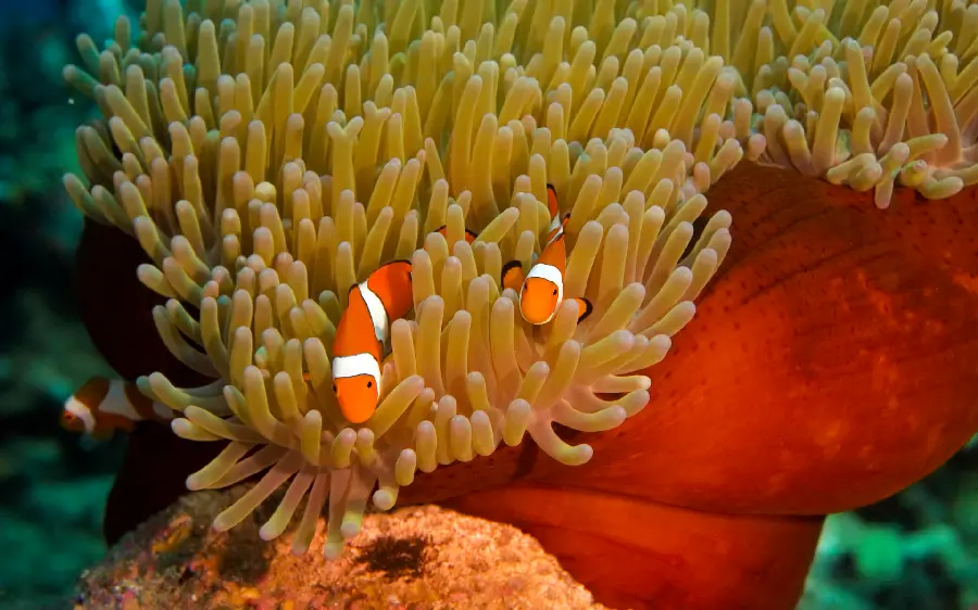 A deep ocean view of a clownfish for printing and posters