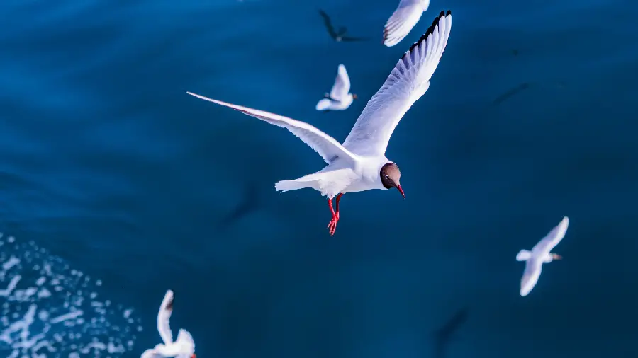 Seagulls flying in the sky full HD 