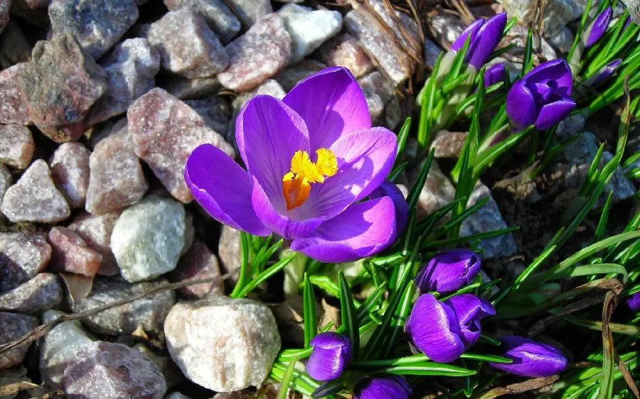 A charming wallpaper of violet flowers growing from the heart of rocks