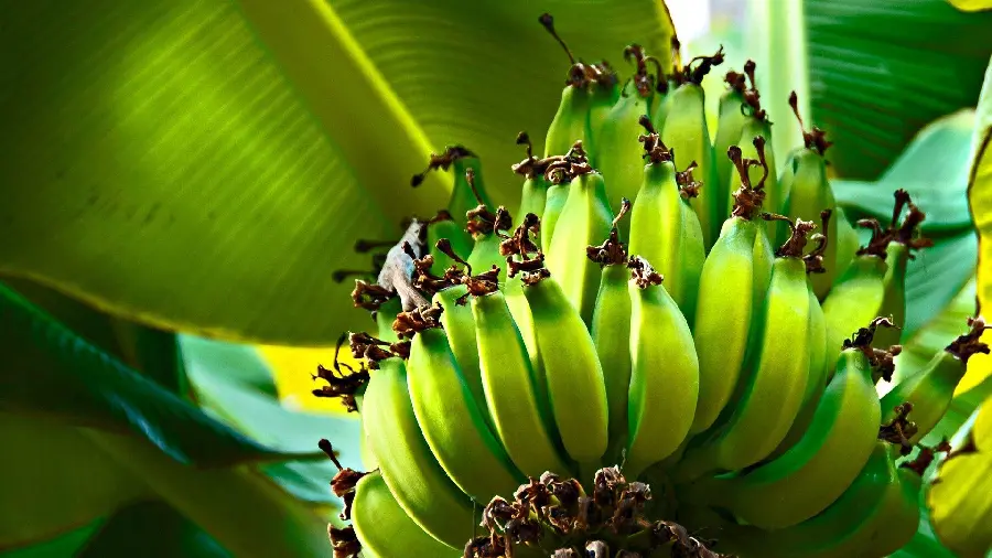 Rare and Special Photo of Unripe Green Banana on Tree 4k