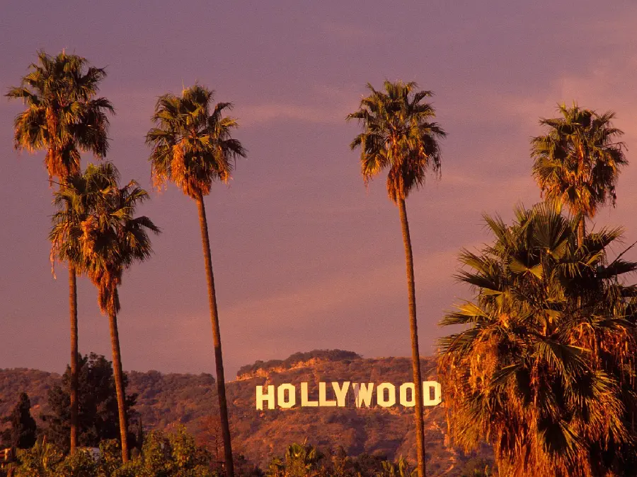 Laptop background of palm trees in the Hollywood area of ​​Los Angeles, California, USA