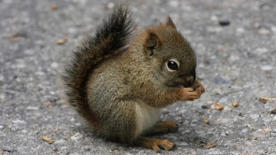 Unique and spectacular photo of a beautiful squirrel eating food 
