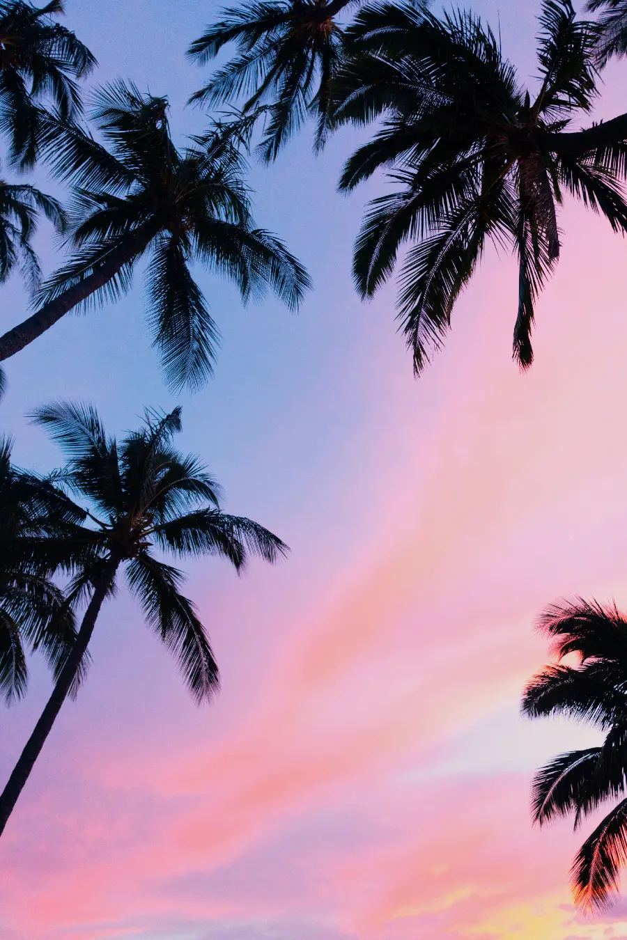 A pink sunset on the beaches covered with palm trees