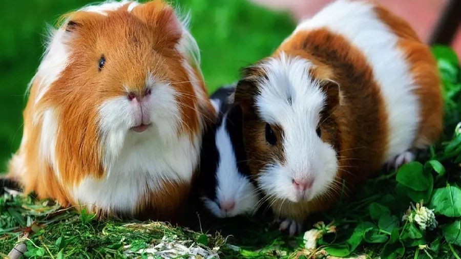Unique and special background of googly pigs 