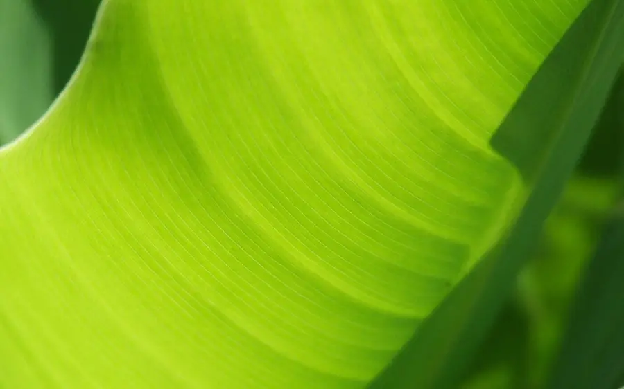 A stunning close-up portrait of a banana leaf