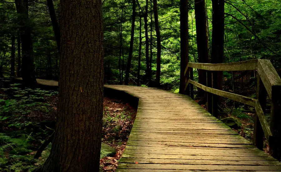Scary and Mysterious Background Photo of Wooden Bridge Deep in the Forest