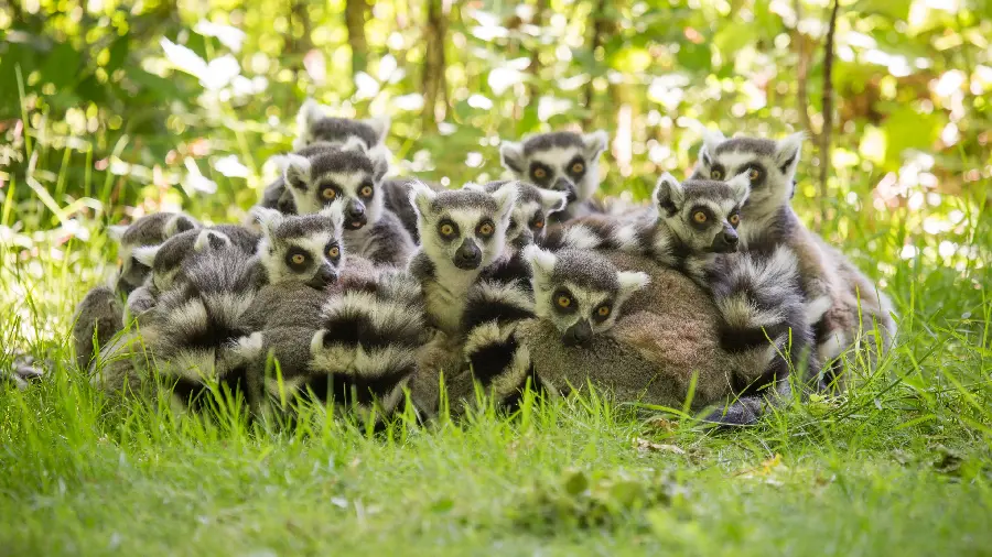 Very good and beautiful wallpaper of beautiful animals 